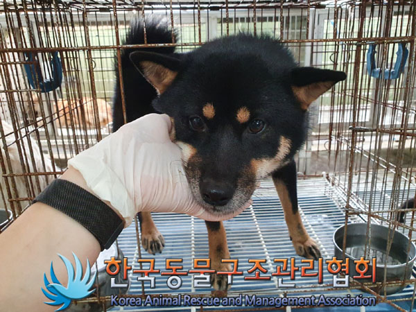 종료(입양) 시바의…